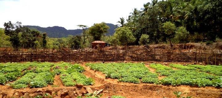 Farmers Federation Goa