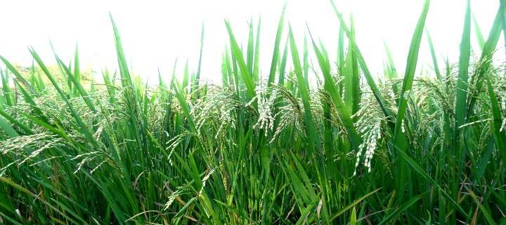Farmers Federation Goa