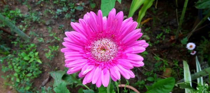 Farmers Federation Goa