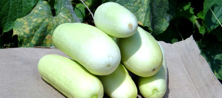 Farmers Federation Goa