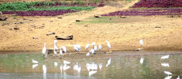 Farmers Federation Goa
