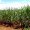 Farmers Federation Goa