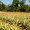 Farmers Federation Goa