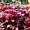 Farmers Federation Goa